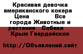 Красивая девочка американского кокера › Цена ­ 35 000 - Все города Животные и растения » Собаки   . Крым,Гвардейское